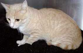 johnsoncountyhumane.org Loralee