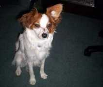 funnypetpictures.com Paillon