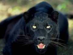 myfreewallpapers.net Panther