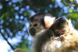 zooborns.com Smitham