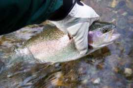 flyfishnewengland.com Swifta