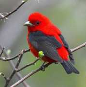 Tanager