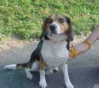paw-rescue.org Walter