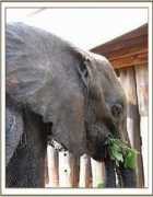 sheldrickwildlifetrust.org Weake