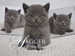 Yagger