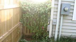 davesgarden.com Aadda