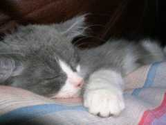 cutelittlekittens.com Aardie