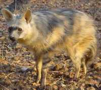 Aardwolf