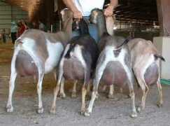 lamanchas.com Aares