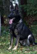 Aaro
