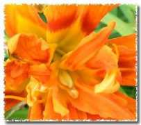 debrichardson.com Aate