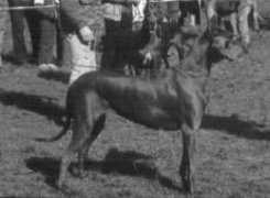 Abara