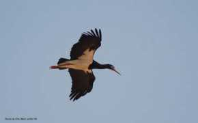 oiseaux.net Abdim
