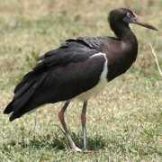 biodiversityexplorer.org Abdim