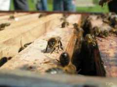 rucherduperou.free.fr Abeille