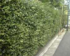 stewartia.net Aberia