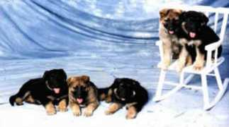 winningways.org Abernot