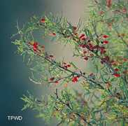 texasbeyondhistory.net Aberry