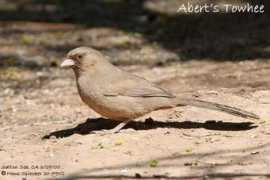 Abert