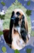 Abido