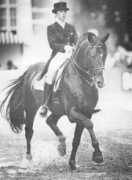gelderlanderhorse.nl Abiran