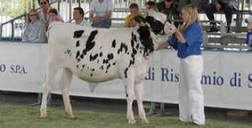 dairyweb.it Abitua