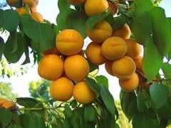 Abric