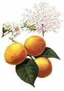 lesbeauxjardins.com Abricot