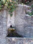 Acciani