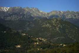 Acciani