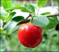 saludbio.com Acerola