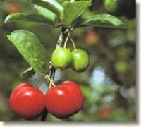larixlaboratori.com Acerola
