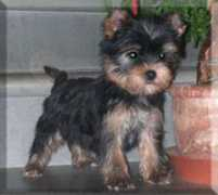 bonsaiyorkie.com Achiara