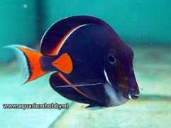 aquariumhobby.nl Achillis