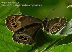 biodiversidadvirtual.org Achine