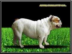 Achiq