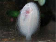 tropicalfishgallery.com Achirus