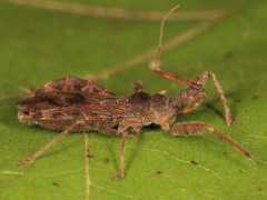 Acholla
