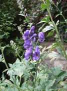 Aconite