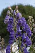 Aconite