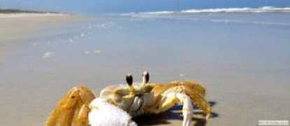 Acrab
