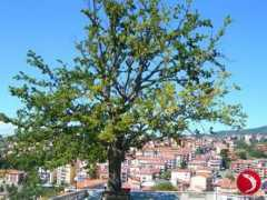 Acri
