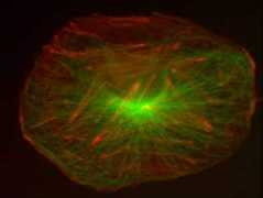 bioenergeticspectrum.com Actin