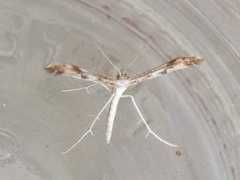 bugguide.net Adaina