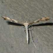 bugguide.net Adaina