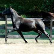 asarabians.com Adaira