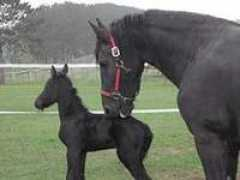 creationwiki.org Adalei