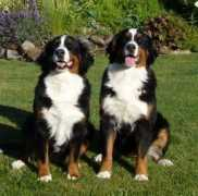 swisssilhouettekennels.com Adalicia