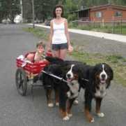 swisssilhouettekennels.com Adalicia