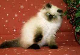 gotcatsonline.com Addair
